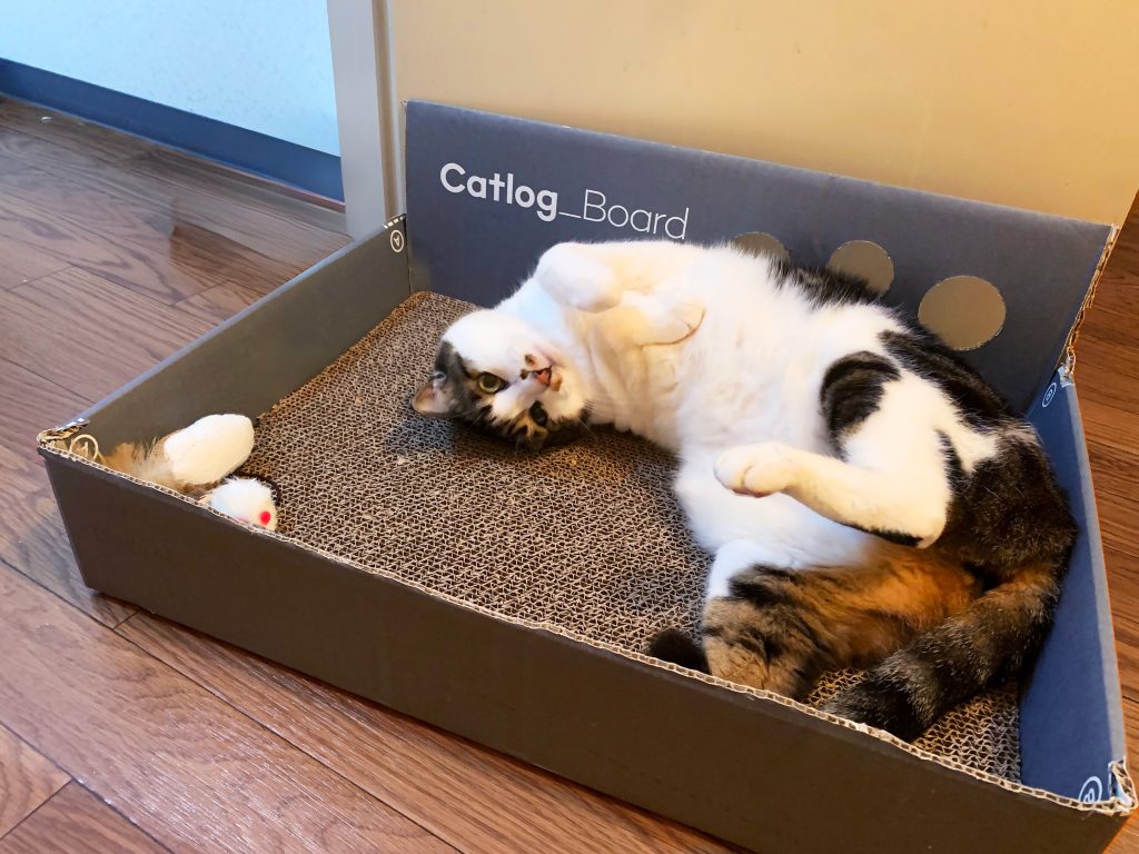 Catlogの梱包材と緩衝材を再利用した猫用ベッドで猫がくつろぐ様子